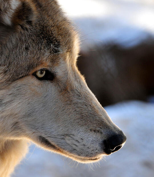 No profile photo just yet, so have this cute wolf.